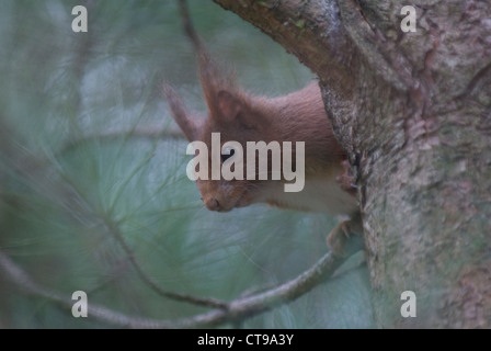 Eurasische Eichhörnchen (Sciurus Vulgaris) spähen Runde einen Baum Stockfoto