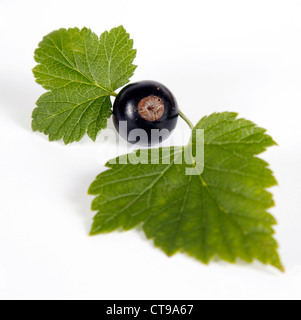 Schwarze Johannisbeere mit grünen Blätter auf die mit Hintergrund Stockfoto