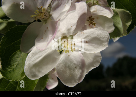 Bild: Steve Race - Bramley Apfelblüte (Malus Domestica), Katalonien, Spanien. Stockfoto