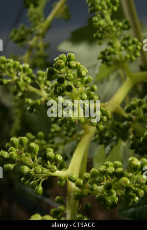 Bild: Steve Race - Blütenknospen Mourvèdre Weinreben, Katalonien, Spanien. Stockfoto