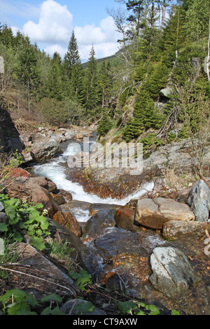 Gebirgsbach im Nationalpark Riesengebirge, Tschechische Republik Stockfoto