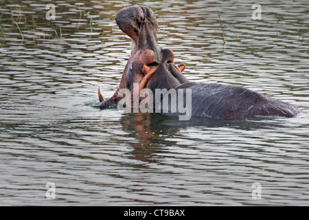 Ein wildes Nilpferd weist eine Bedrohung-Anzeige in der Hütte-Kanal in Uganda, Afrika. Stockfoto