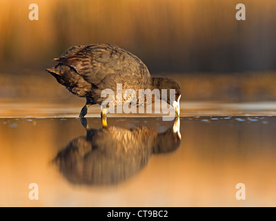 Blässhuhn Fütterung im Teich mit Reflexion Stockfoto