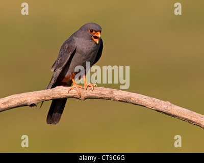 Männliche Red-footed Falcon thront Stockfoto