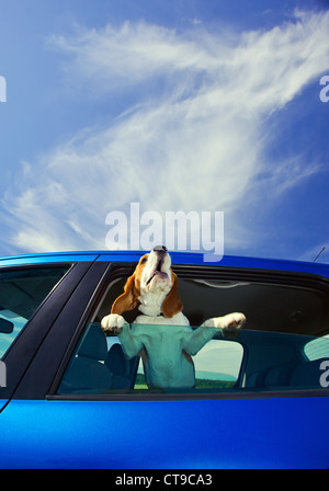 Die süße Beagle reist in das blaue Auto. Stockfoto