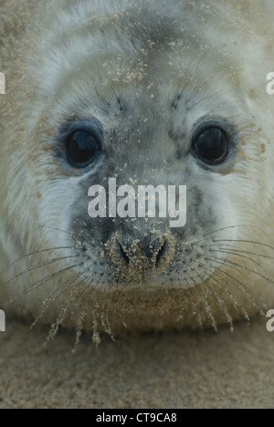 Grey Seal (Halichoerus Grypus) Pup Stockfoto