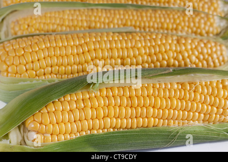 Hühneraugen Maiskolben. Stockfoto