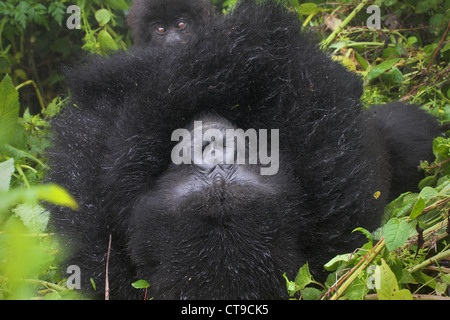 Ein Baby Berggorilla ruht auf seiner Mutter Bauch in der Wildnis von den Virunga-Bergen zwischen Kongo und Ruanda. Stockfoto