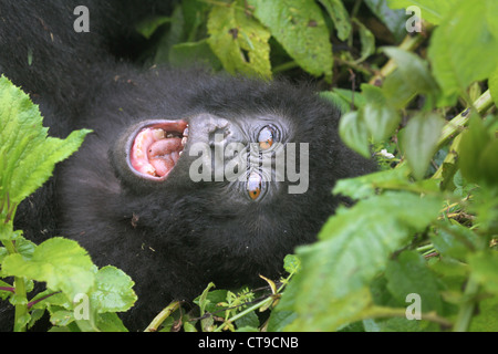 Ein Baby Berggorilla Rast- und Gähnen in den Blättern in der Wildnis von den Virunga-Bergen zwischen dem Kongo und Ruanda. Stockfoto
