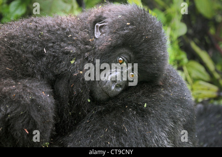 Ein Baby Berggorilla ruht auf seiner Mutter zurück in die Wildnis von den Virunga-Bergen zwischen Kongo und Ruanda. Stockfoto