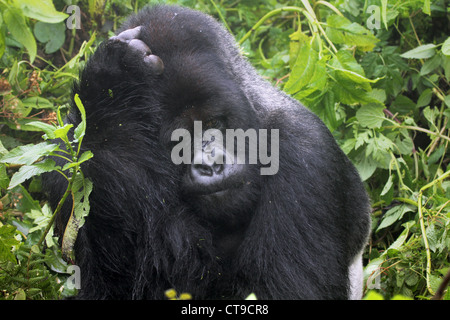 Dominanten männlichen Silberrücken Berggorilla in der Wildnis von den Virunga-Bergen zwischen Kongo und Ruanda. Stockfoto
