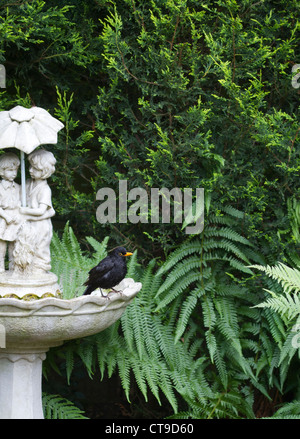 Amsel im Vogelbad in einem vorstädtischen Surrey-Garten Stockfoto
