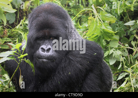 Dominanten männlichen Silberrücken Berggorilla in der Wildnis von den Virunga-Bergen zwischen Kongo und Ruanda. Stockfoto