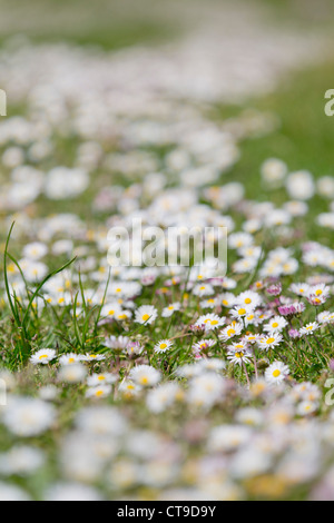 Gänseblümchen; Bellis Perennis; Blumen auf Rasen; UK Stockfoto