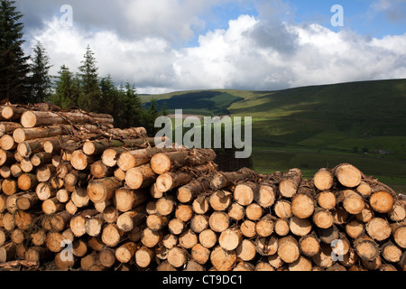 Forstwirtschaft cut Rundholz, Schnittholz, gefällten Baumes, hohen Häusern Wald in Widdale Snaizeholme aus Holz Plantation, Hawes in der North Yorkshire Dales, Großbritannien Stockfoto