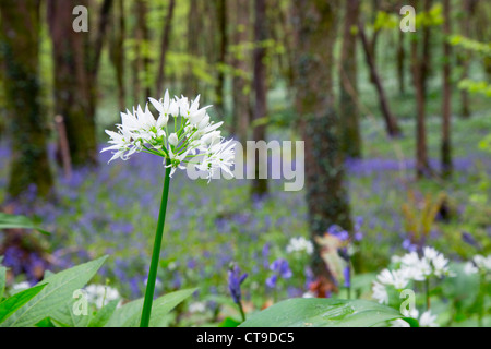 Duloe Wald; Bärlauch; Allium Ursinum; Frühling; Cornwall; UK Stockfoto