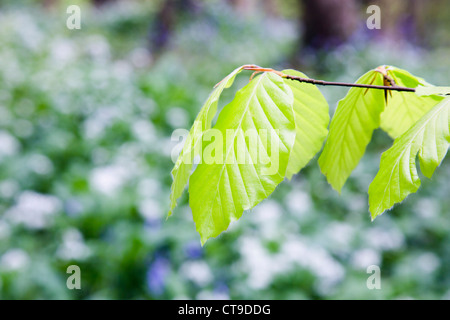 Buche-Baum-Blätter; Fagus Sylvatica; Duloe Wald; Cornwall; UK Stockfoto