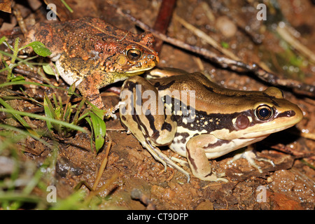 Galam Weißlippen-Frosch (Hylarana Galamensis) und Kröte in Uganda, Afrika. Entlang dem Nil Fluß in Jinja, Uganda gefunden. Stockfoto