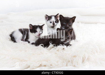 Gruppe von Kätzchen auf weißen Teppich Stockfoto