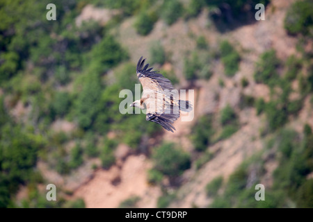 Gänsegeier; Abgeschottet Fulvus; im Flug; Pyrenäen; Spanien Stockfoto