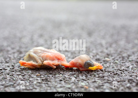 Haussperling Chick; Passer Domesticus; Toten; UK Stockfoto