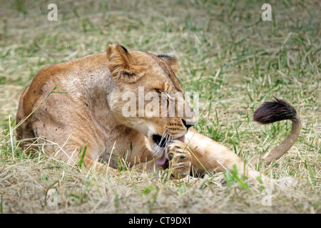 Ein Junge Wilde weibliche Löwen liegt in der Wiese und reinigt ihr Fell in der Masai Mara, Kenia, Afrika. Stockfoto
