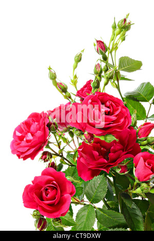 Blumen des Kletterns stieg isoliert auf weiss Stockfoto