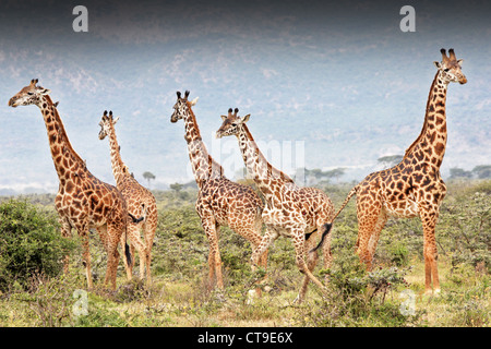 Eine wilde Gruppe von Masai Giraffe oder Maasai Giraffe (Giraffa Plancius Tippelskirchi). Eine Giraffe fällt von einem illegalen töten. Stockfoto