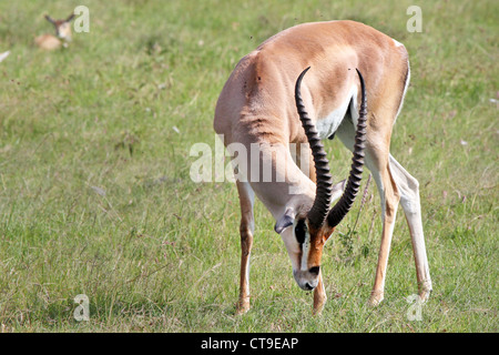Wilde männlichen Impala (Aepyceros Melampus) in der Masai Mara, Kenia, Afrika. Stockfoto