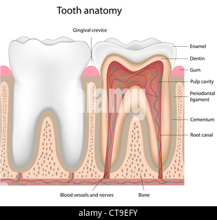 Zahnanatomie Stockfoto