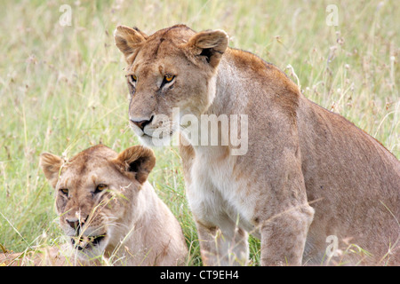 Ein paar wilde weibliche Löwen ruhen in der Wiese halten einen wachsamen Blick in die Masai Mara, Kenia, Afrika. Stockfoto