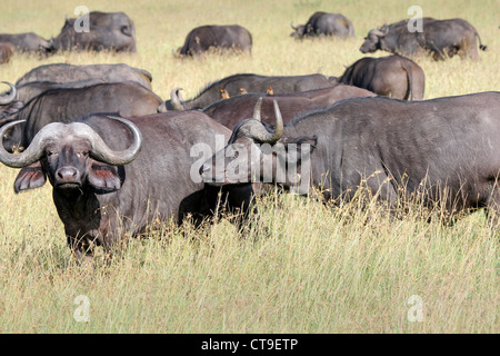 Eine wilde Herde afrikanischer Büffel in der Masai Mara, Kenia, Afrika. Stockfoto