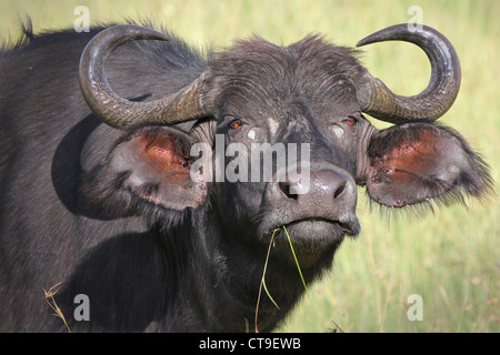 Eine wilde afrikanische Büffel starrt hinunter und schüchtert den Fotografen in die Masai Mara, Kenia, Afrika. Stockfoto