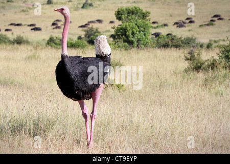 Eine wilde männliche Strauß in der Masai Mara, Kenia, Afrika. Tansania kann im Hintergrund zu sehen. Stockfoto