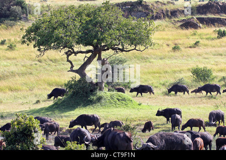 Eine wilde Herde afrikanischer Büffel Wandern in die Masai Mara, Kenia, Afrika. Stockfoto