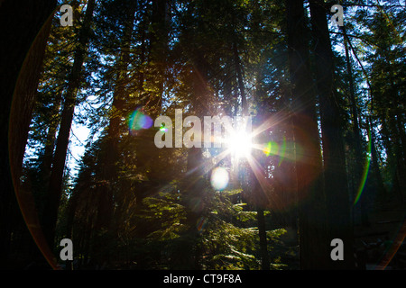 Mariposa Grove der Mammutbäume, Yosemite-Nationalpark, Kalifornien, USA Stockfoto