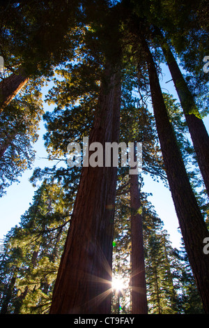 Mariposa Grove der Mammutbäume, Yosemite-Nationalpark, Kalifornien, USA Stockfoto