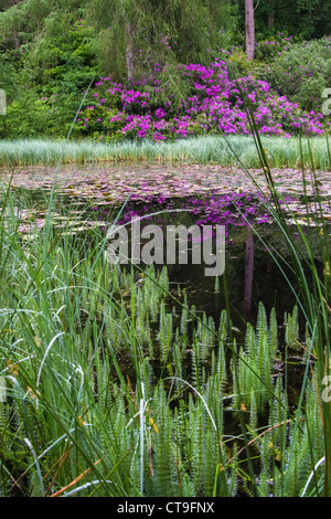 Reflexion der Rhododendron in einem Teich auf dem Allen Banken Walk in Northumberland, England, UK. Stockfoto