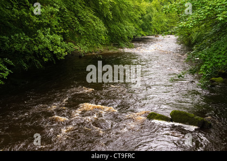 Der Fluss Allen Blick von der Hängebrücke, Northumberland, England, UK. Stockfoto