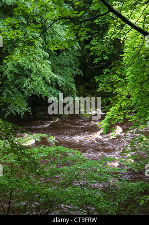 Ein Blick auf den Fluss Allen, die durch die Bäume auf den allen Banken in Northumberland, England, UK. Stockfoto