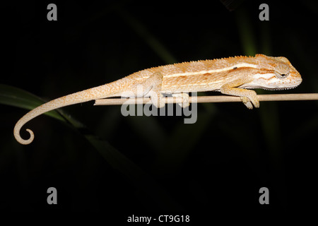 Eine wilde und extrem bunte Chamäleon in Uganda, Afrika. Artname ist Trioceros Bitaeniatus oder Chamaeleo Bilineatus. Stockfoto