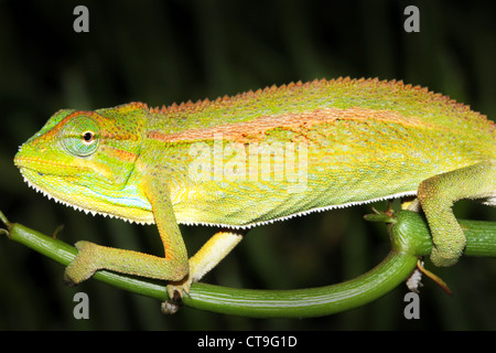 Eine wilde und extrem bunte Chamäleon in Uganda, Afrika. Artname ist Trioceros Bitaeniatus oder Chamaeleo Bilineatus. Stockfoto