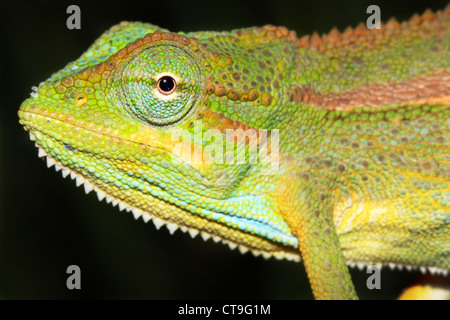 Eine wilde und extrem bunte Chamäleon in Uganda, Afrika. Artname ist Trioceros Bitaeniatus oder Chamaeleo Bilineatus. Stockfoto