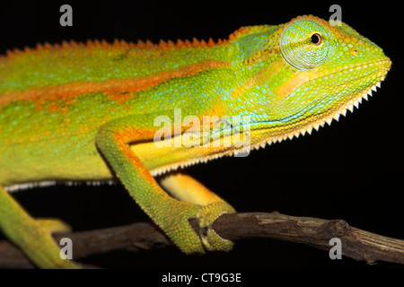 Eine wilde und extrem bunte Chamäleon in Uganda, Afrika. Artname ist Trioceros Bitaeniatus oder Chamaeleo Bilineatus. Stockfoto