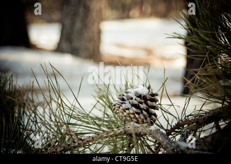 Tannenzapfen im Schnee.  Pine Barrens im winter Stockfoto