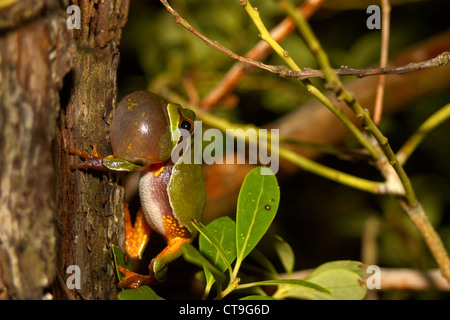 Männliche Pine Barrens Treefrog - Hyla Andersonii Berufung Stockfoto