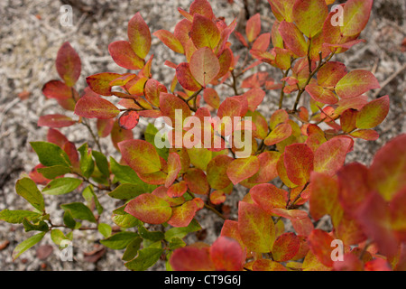 Low-Bush Heidelbeere (Vaccinium Troponema) zeigt die Farben des Herbstes Stockfoto