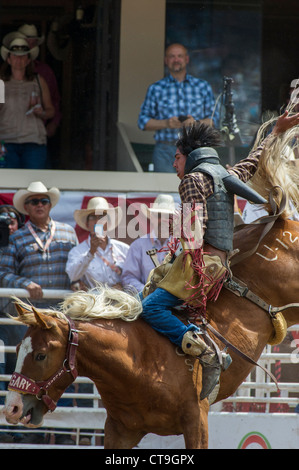 Neuling Sattel Bronc Event bei der Calgary Stampede Rodeo Stockfoto