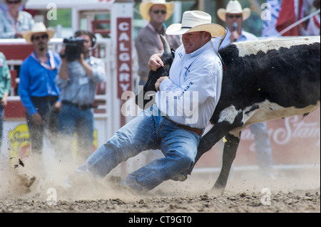 Steer-Ringer beim Calgary Stampede Rodeo Stockfoto