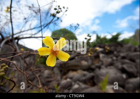 Gelbe Blume eines Kapok-Baumes gesehen im Winter am Black Mountain National Park auf der Kap-York-Halbinsel, Queensland Stockfoto